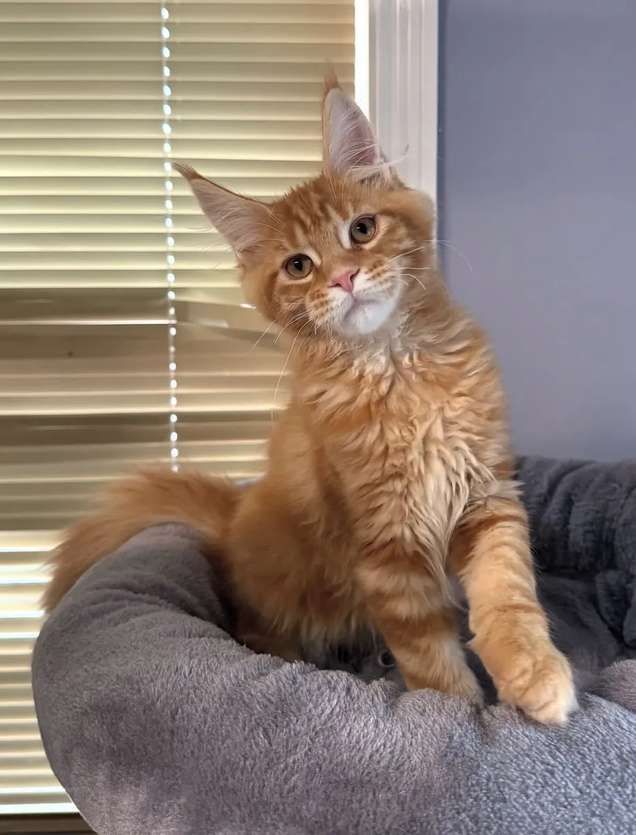 缅因猫雌性