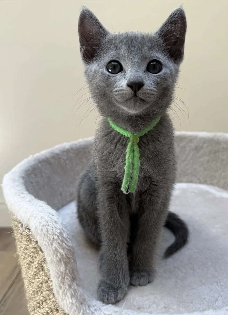 Russian blue kitten litter