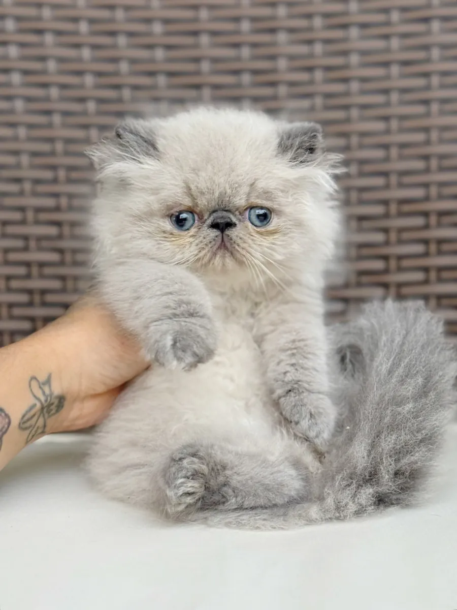 波斯猫小猫