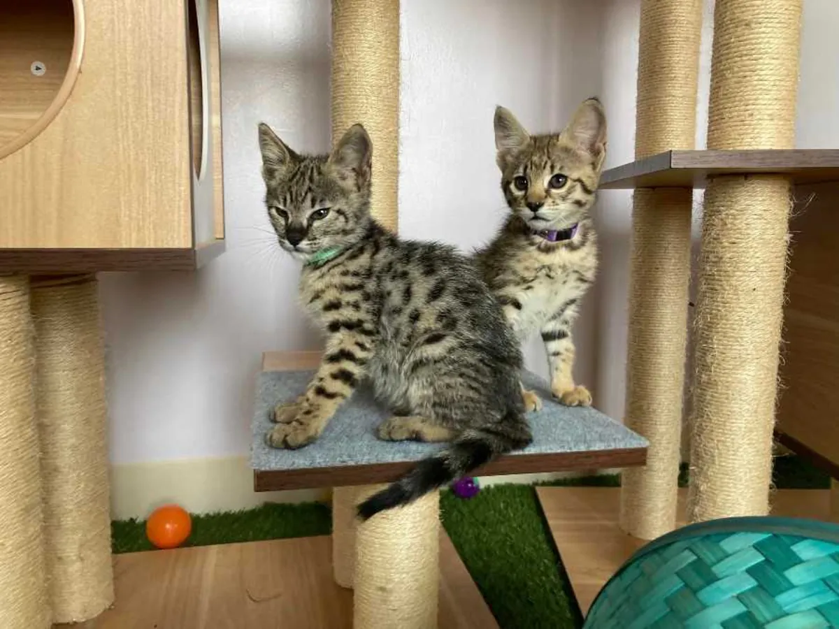 superbe Savannah
