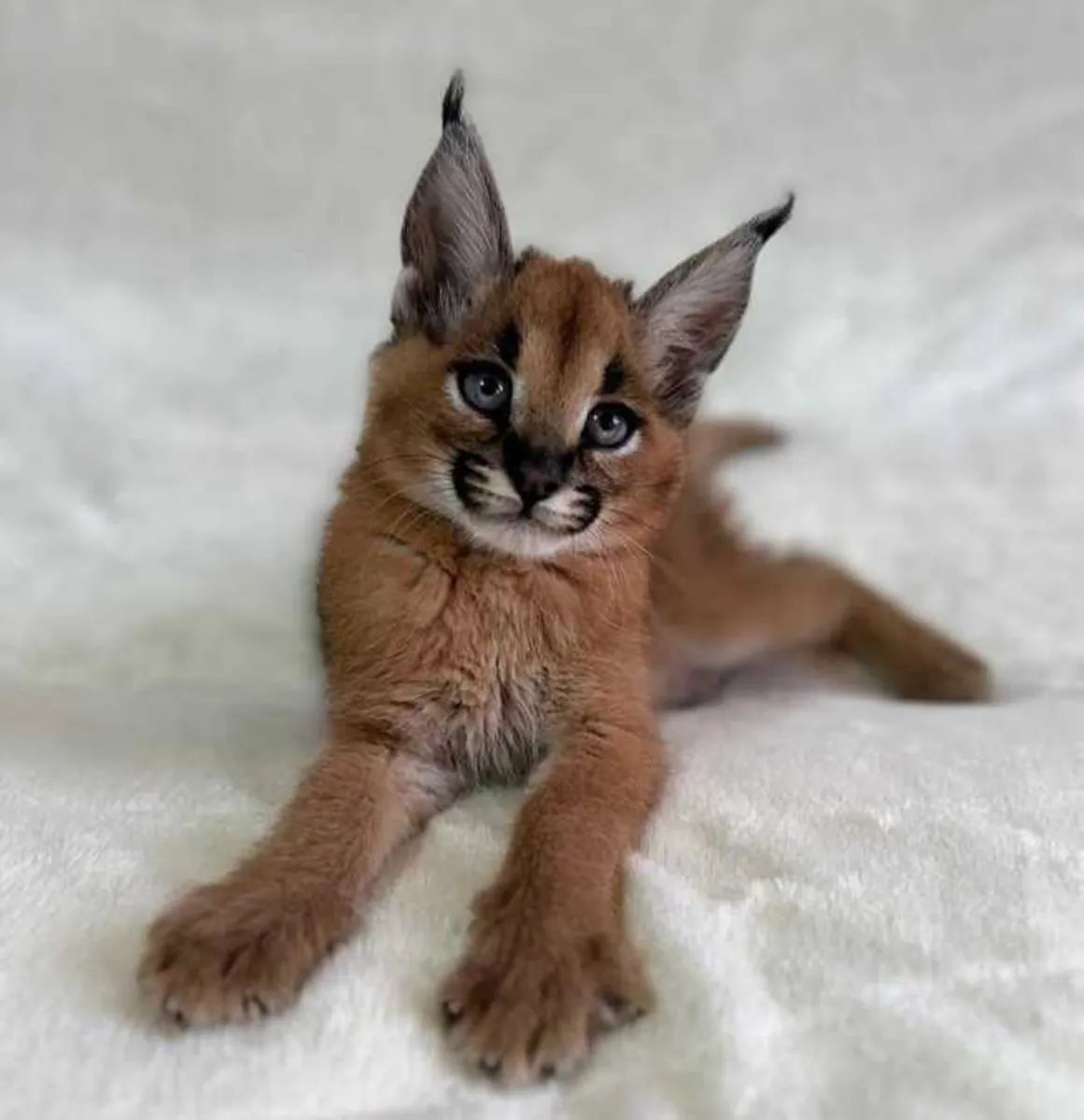 Caracal and Ocelot Kittens