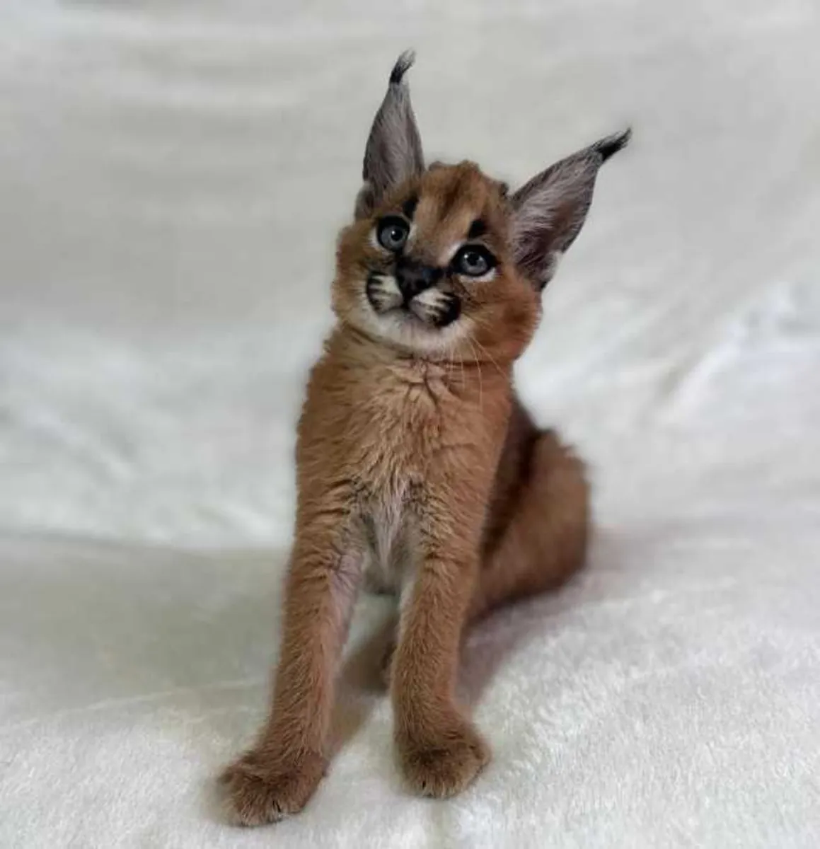 Caracal and Ocelot Kittens