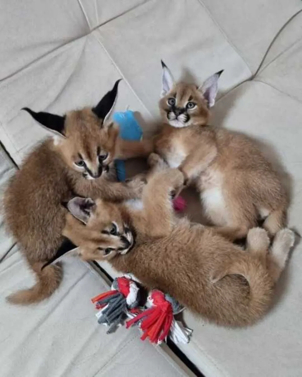 Caracal and Ocelot Kittens