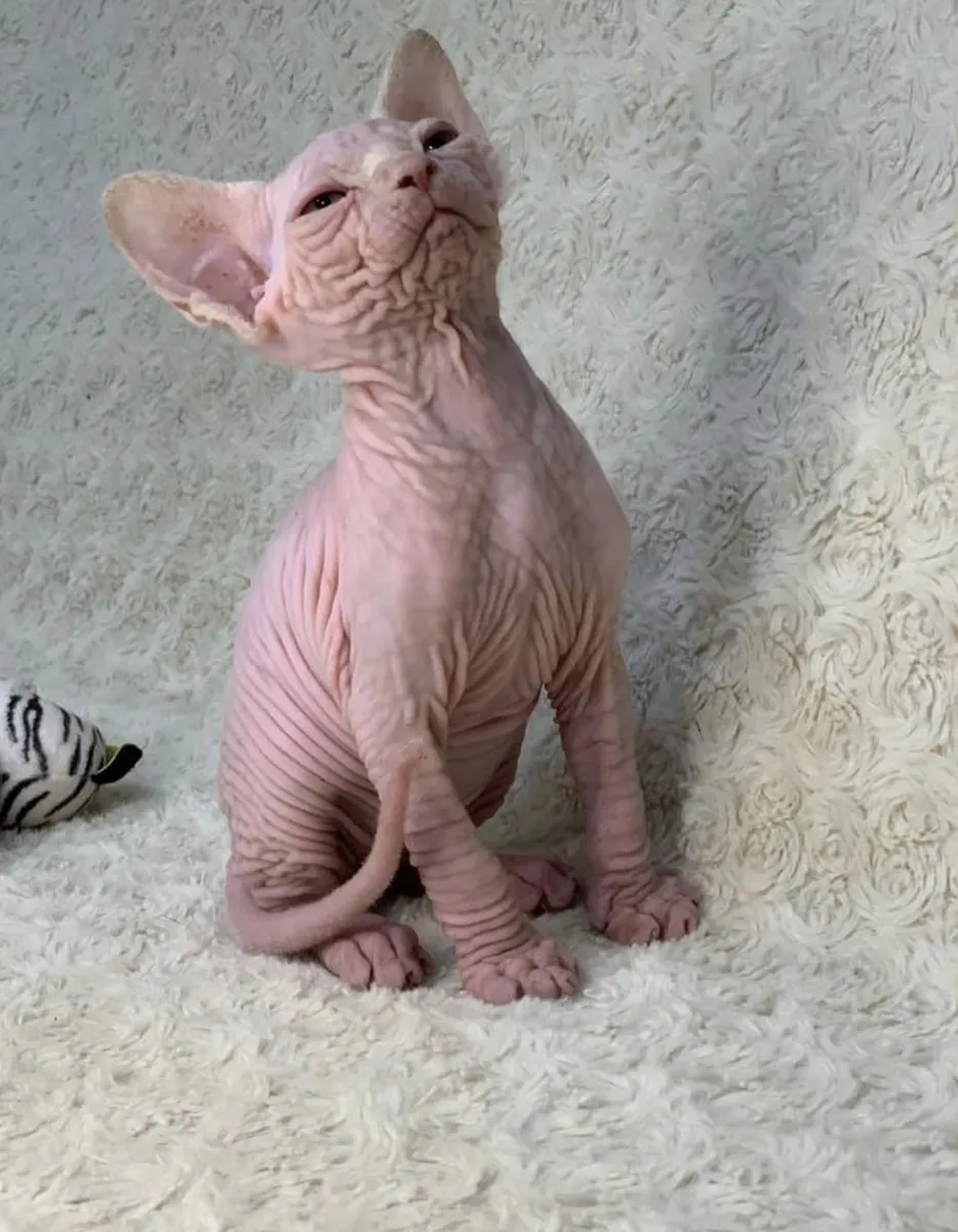 котята сфинкса