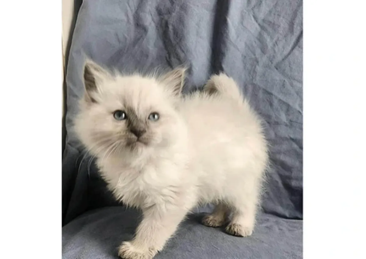 котенок рагдолл