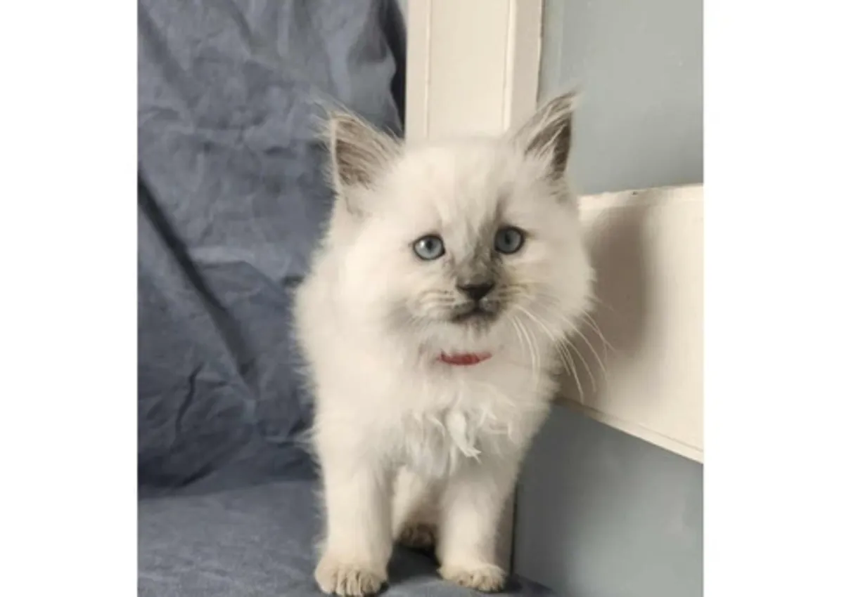котенок рагдолл