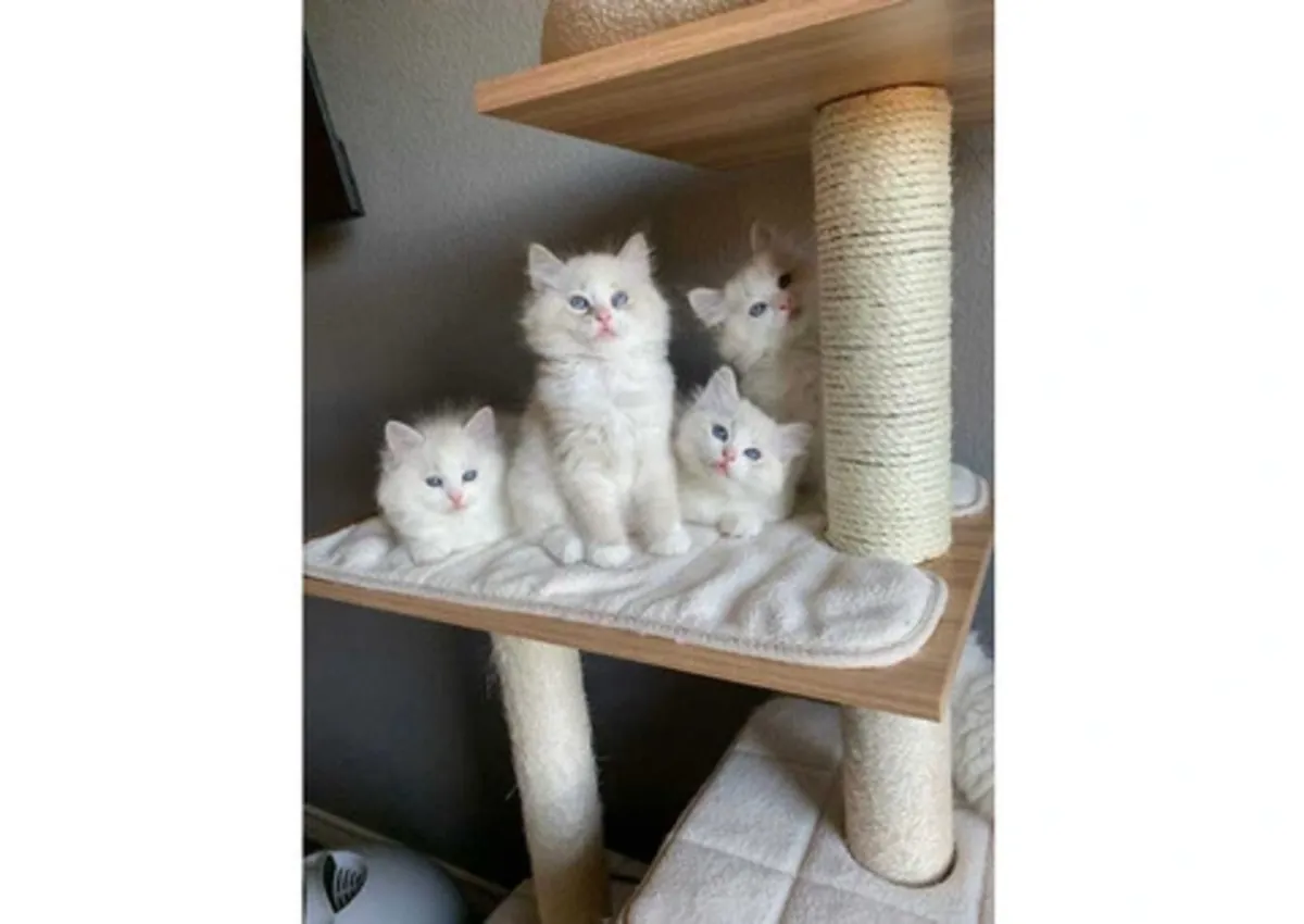 котята породы рагдолл