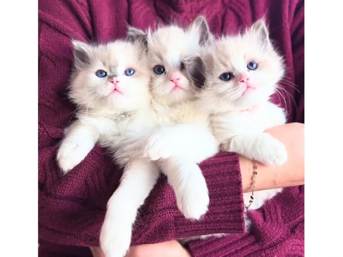 котята породы рагдолл