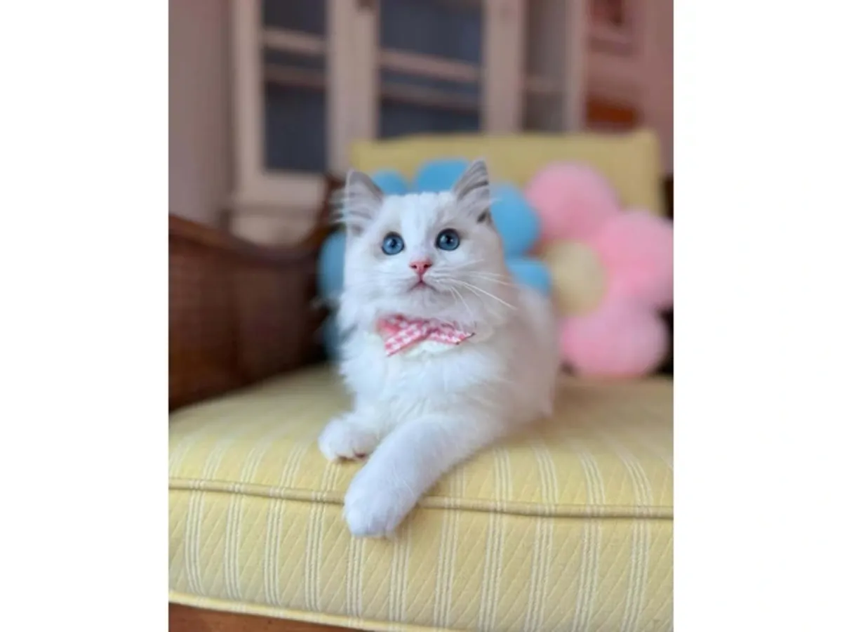 котята породы рагдолл