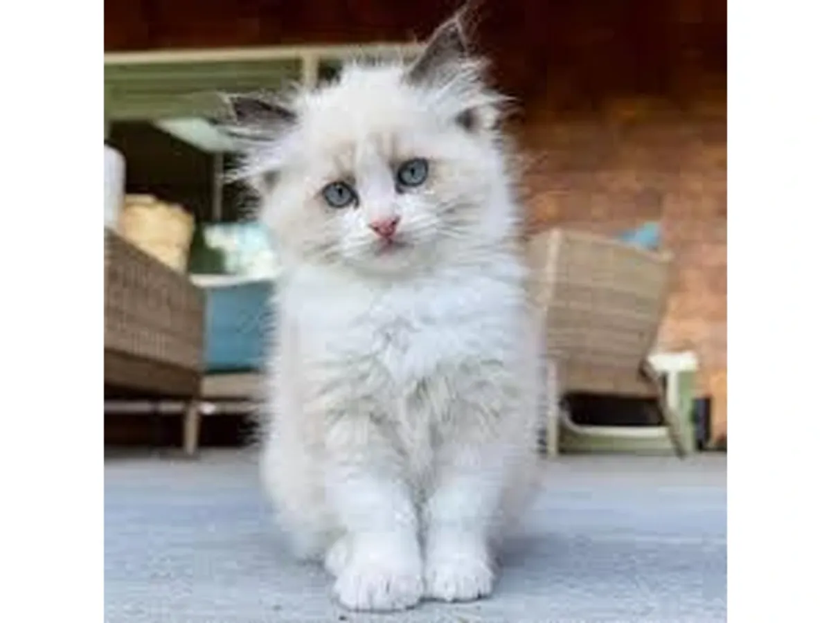 котенок рагдолл