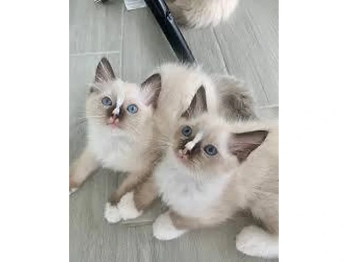 котенок рагдолл