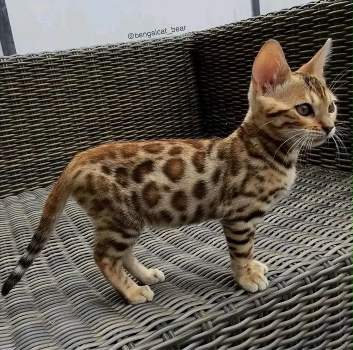 孟加拉小猫