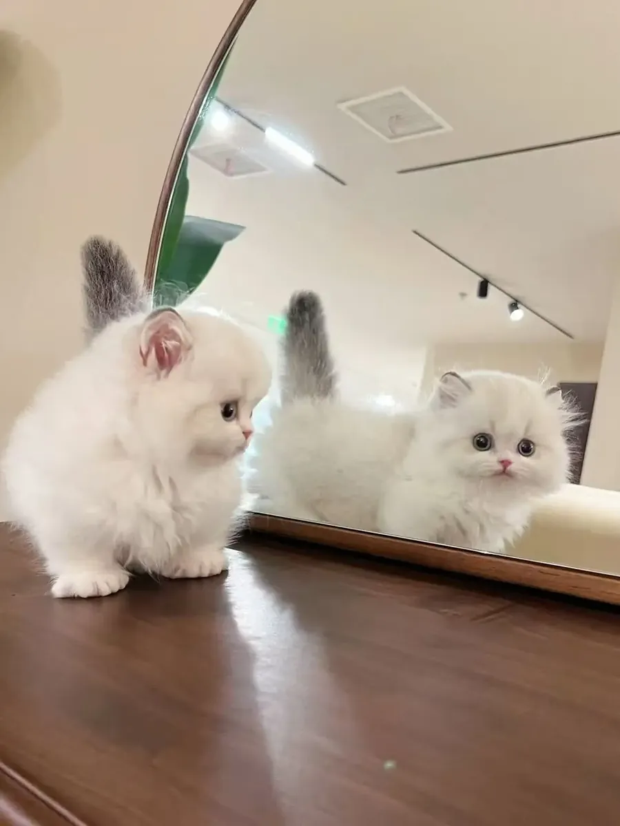 Exotic British Shorthair Kittens