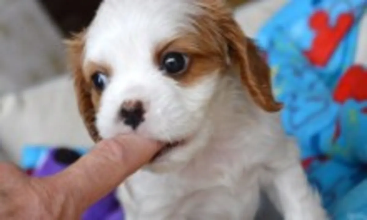 Cavalier King Charles Spaniel