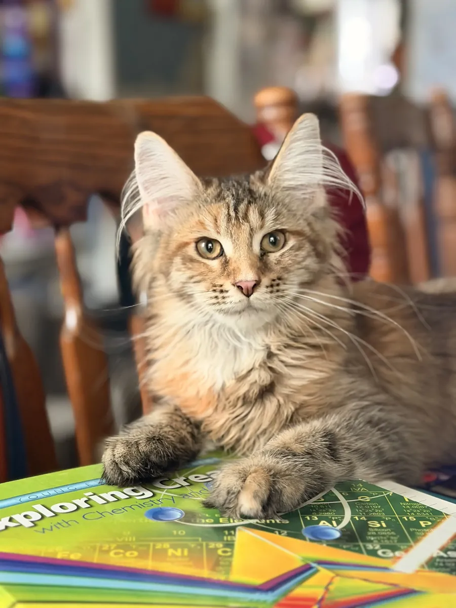 maine coon kittens 
