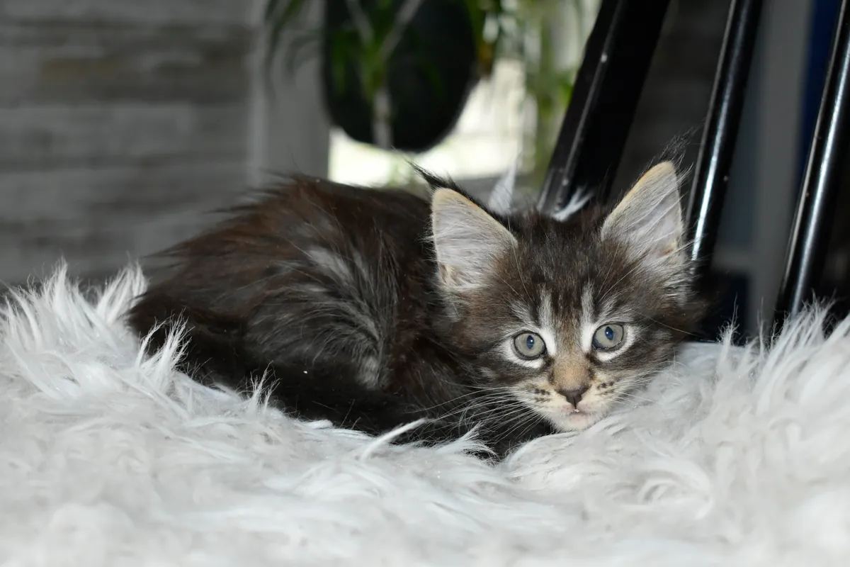 maine coon kittens 