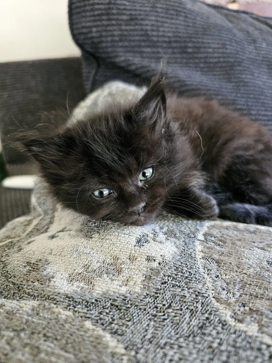 Chatons Ragcoon