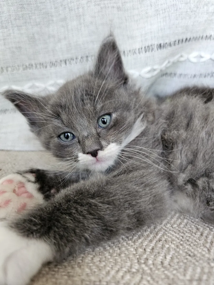 Chatons Ragcoon