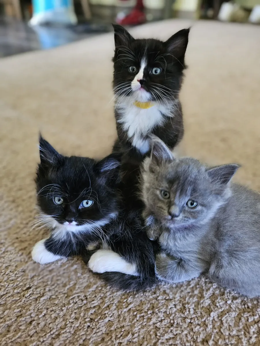 Chatons Ragcoon