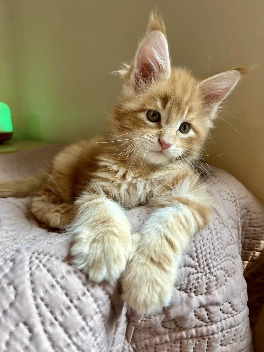 Chatons Maine Coon euro, prêts maintenant !