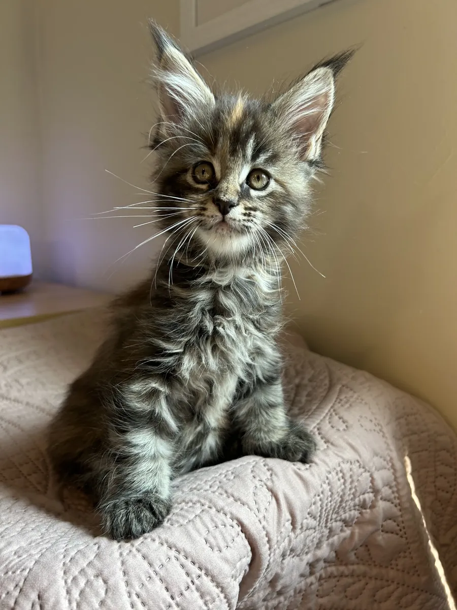 Chatons Maine Coon euro, prêts maintenant !