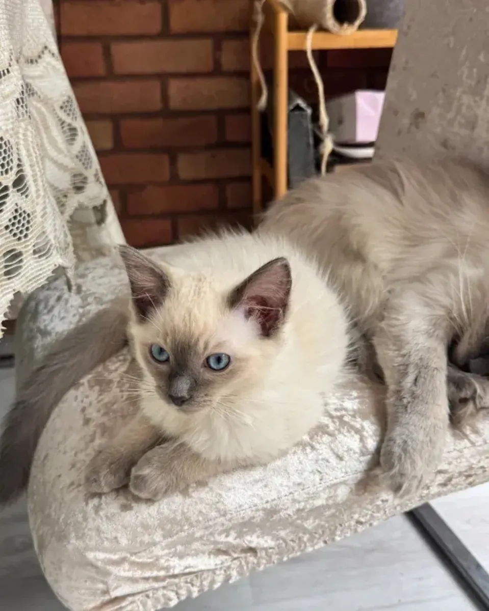 Adorable Blue Point Ragdoll Kitten