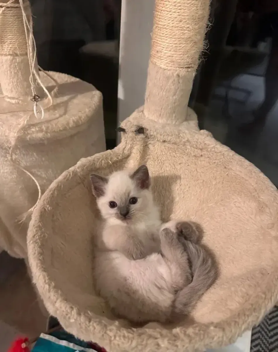 Adorable Blue Point Ragdoll Kitten