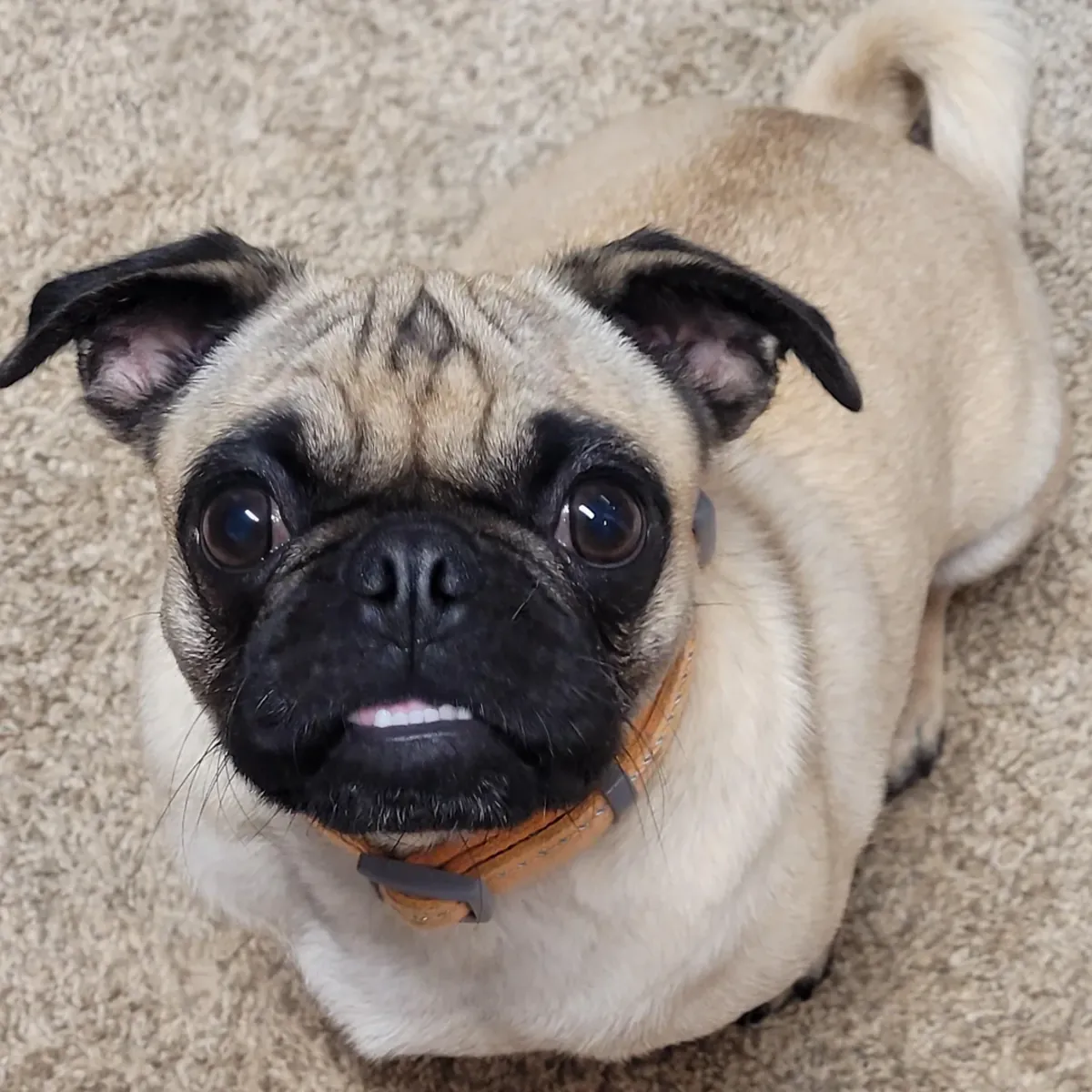 给一只熟悉家庭环境的巴哥犬找个新家。