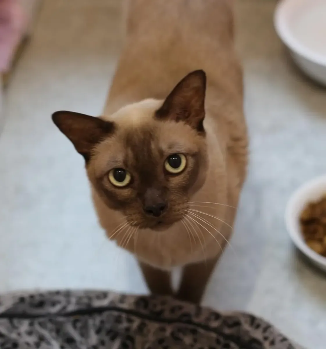 Приют для бирманских кошек