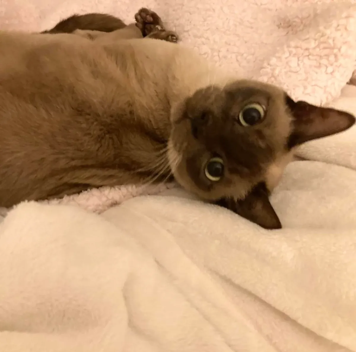 Приют для бирманских кошек