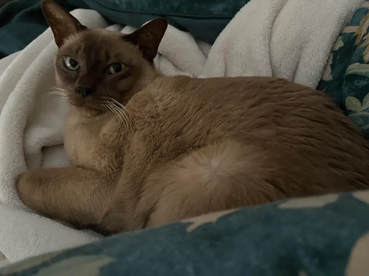 Приют для бирманских кошек