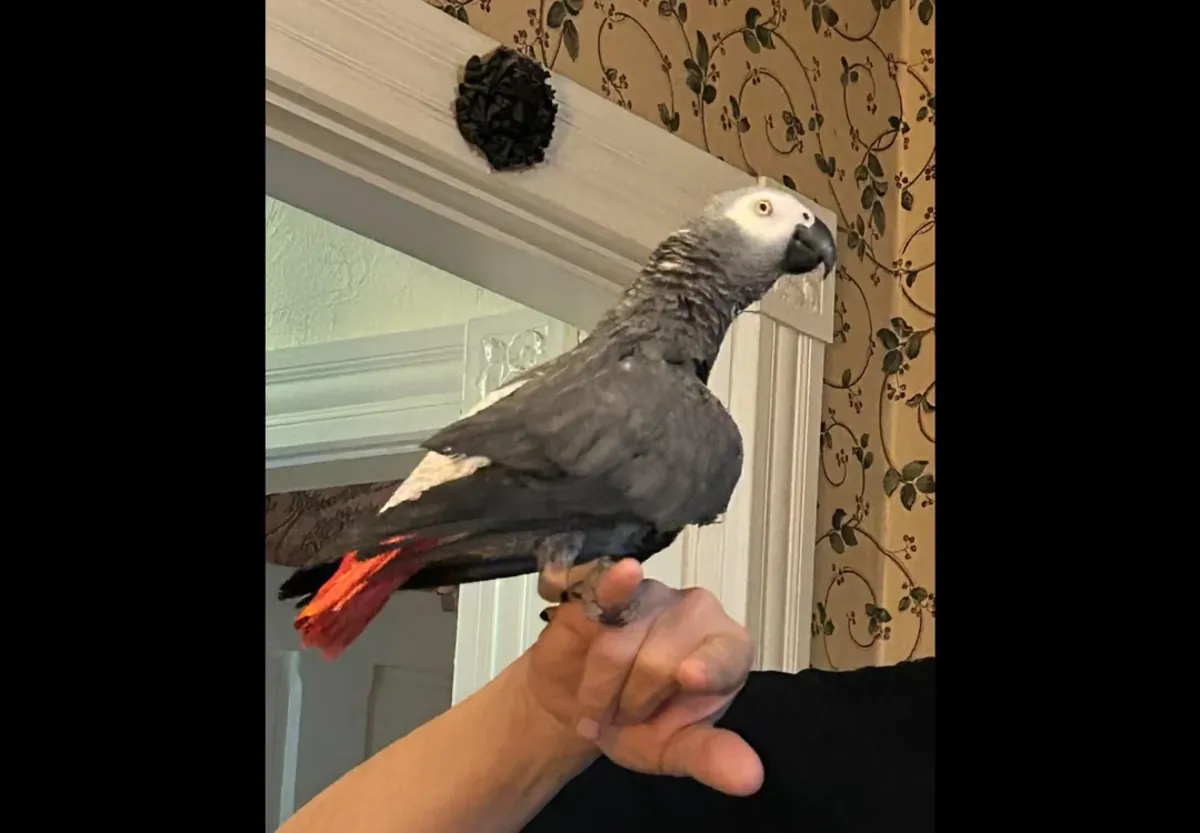 Амазонский попугай ищет нового владельца.