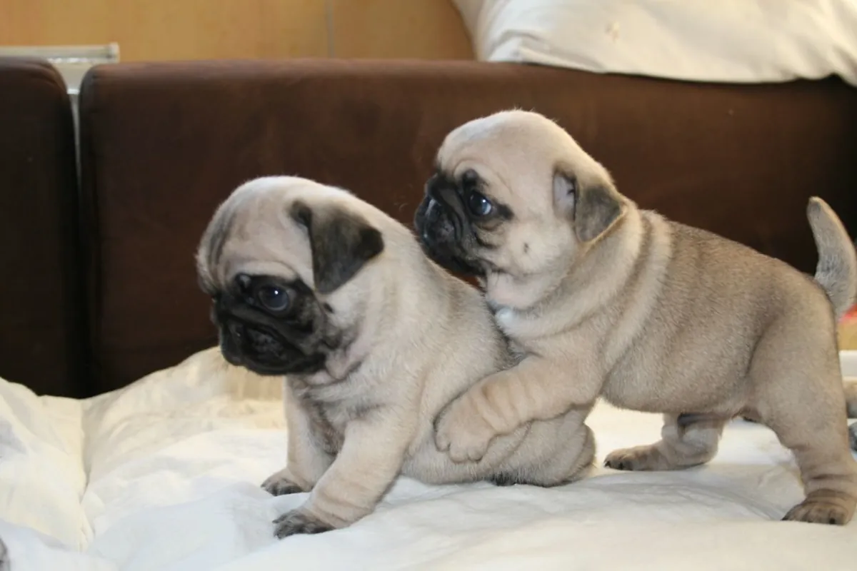 Chiots de Carlin gratuits