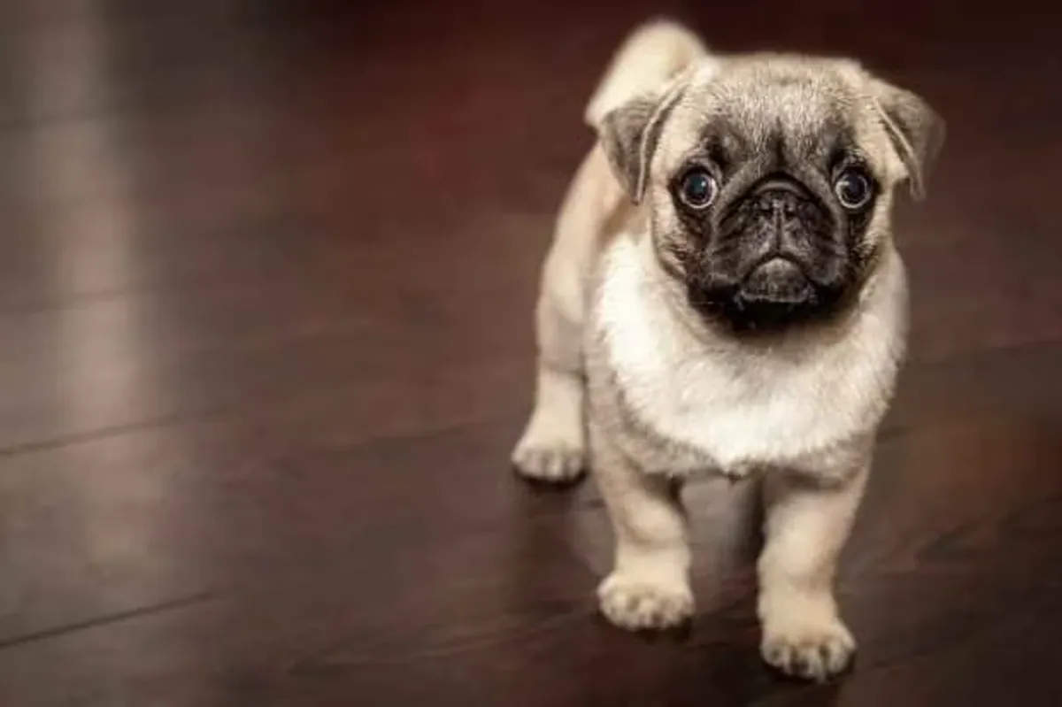 Free Pug Puppies with Pedigree