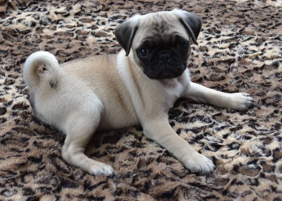 Cadeau Chiots Carlin avec pedigree 8