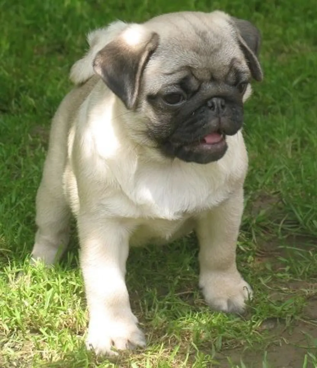 赠送带血统的巴哥犬幼犬