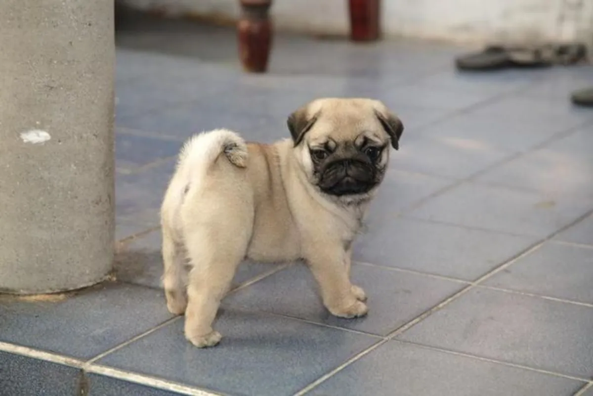 赠送带血统的巴哥犬幼犬