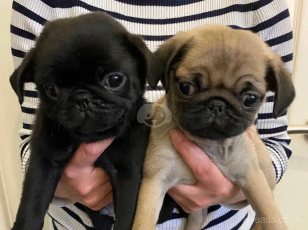 Chiots Pug avec pedigree à donner
