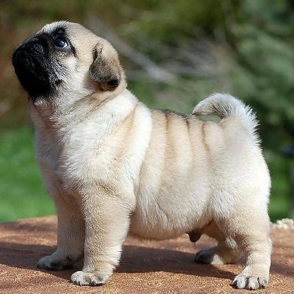 Gift Pug Puppies with pedigree b