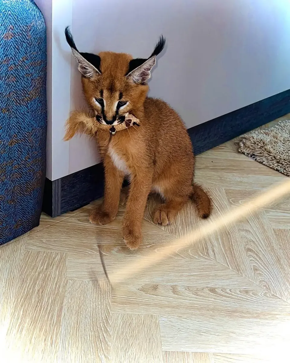 Beautiful caracal kittens are available