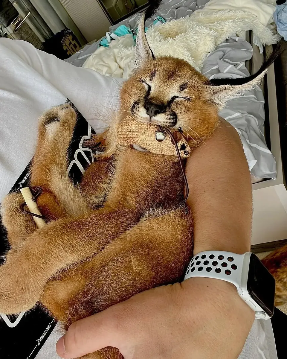 Beautiful caracal kittens are available