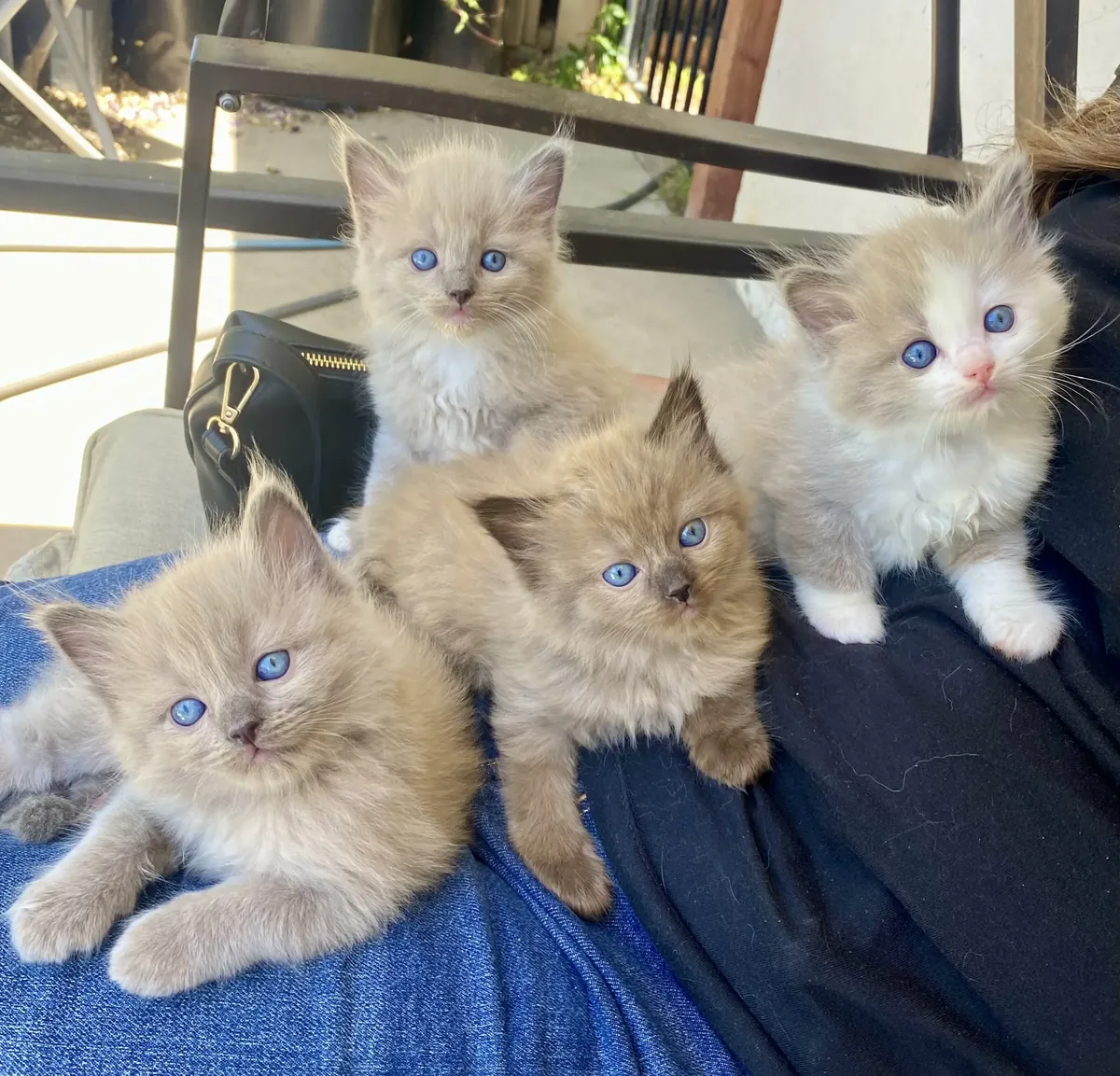 布偶猫