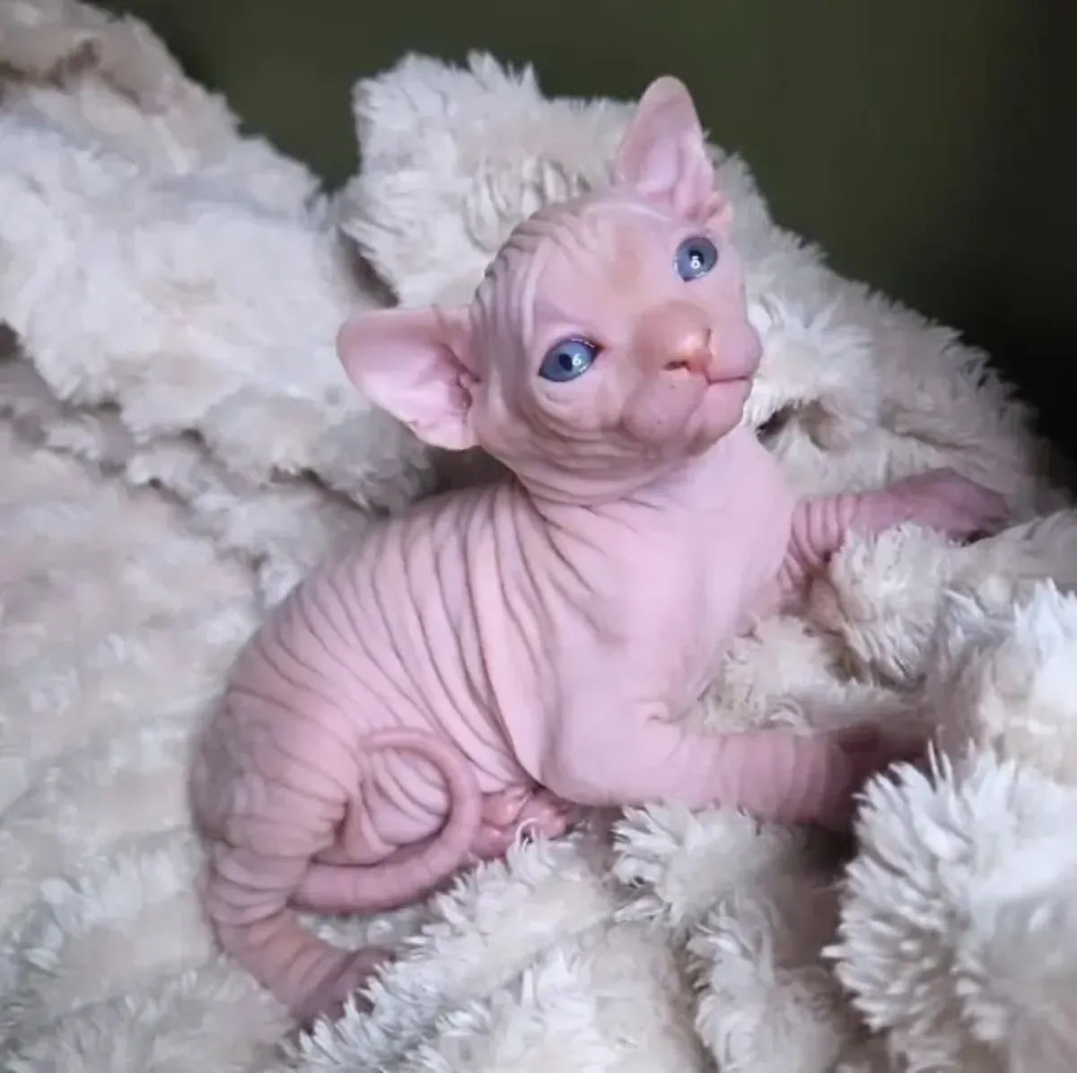 котенок сфинкса