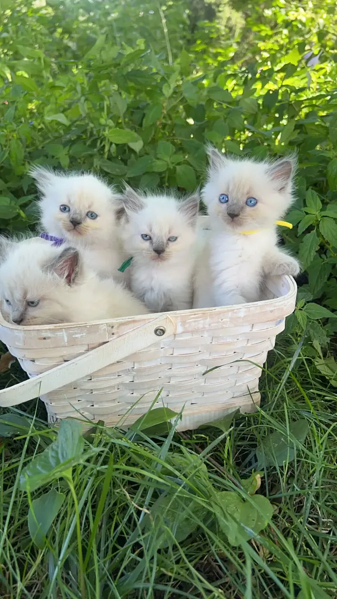 ragdoll
