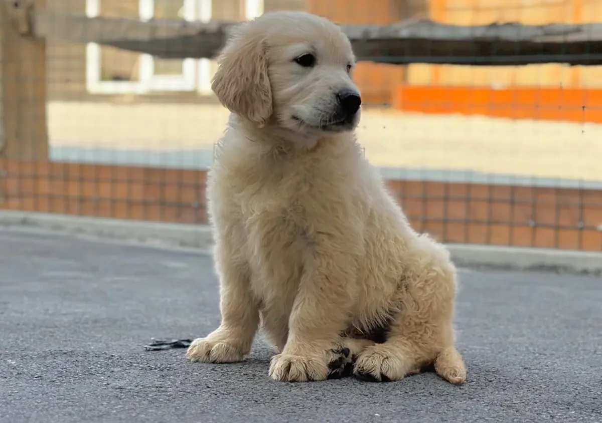 Cachorros de Golden Retriever - Machos y Hembras
