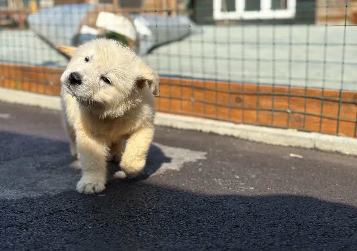 Superbes chiots Golden Retriever
