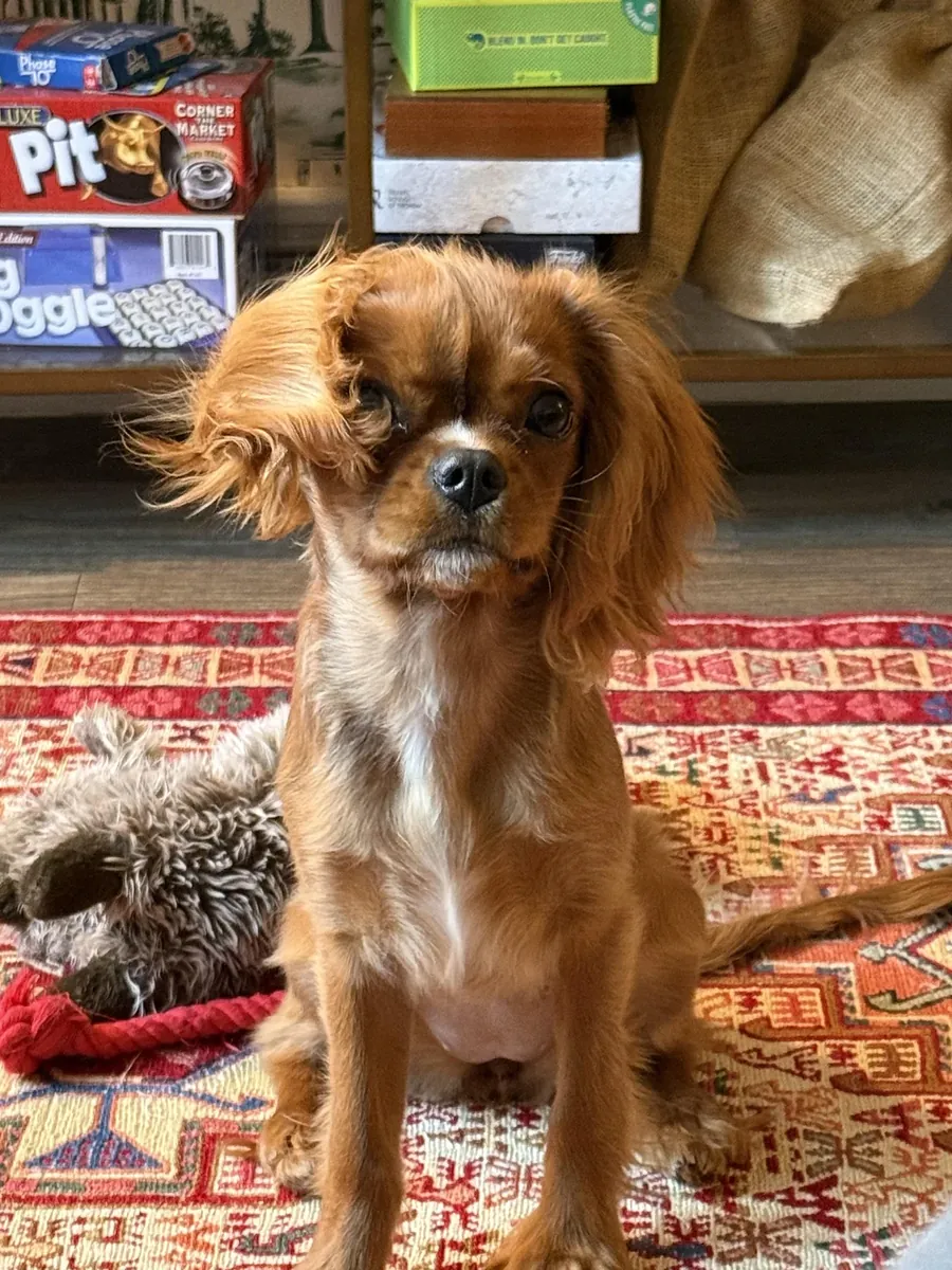 Cavalier habitué à la vie tranquille à la maison