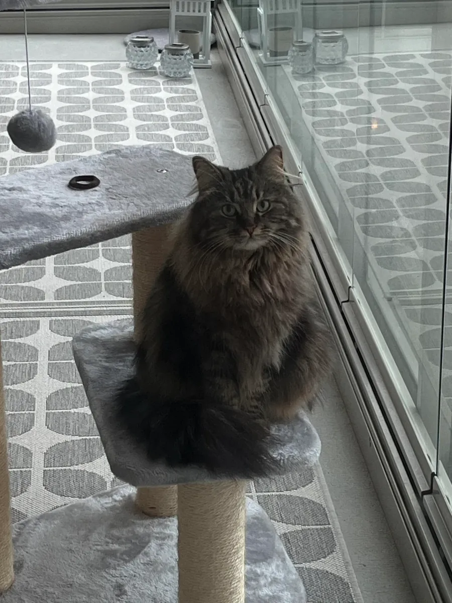 chat des forêts norvégiennes d'intérieur