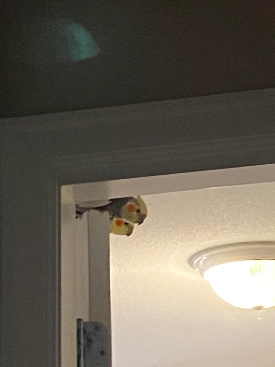 Calopsitte élevée dans un salon animé