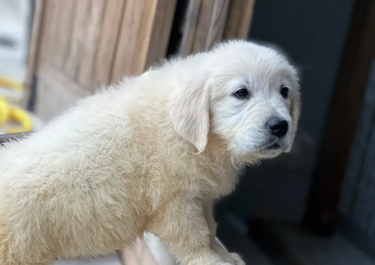 Chiots Golden Retriever enchanteurs